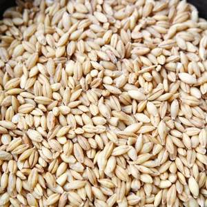 純大麥價(jià)格走勢(shì)與谷物銷售市場分析